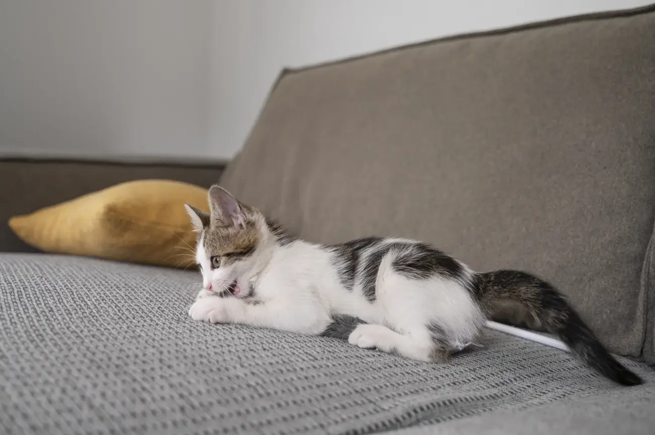 Mačka na gauči vedľa škrabadla