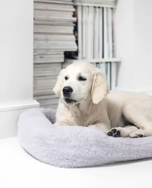 Pelech z merino vlny